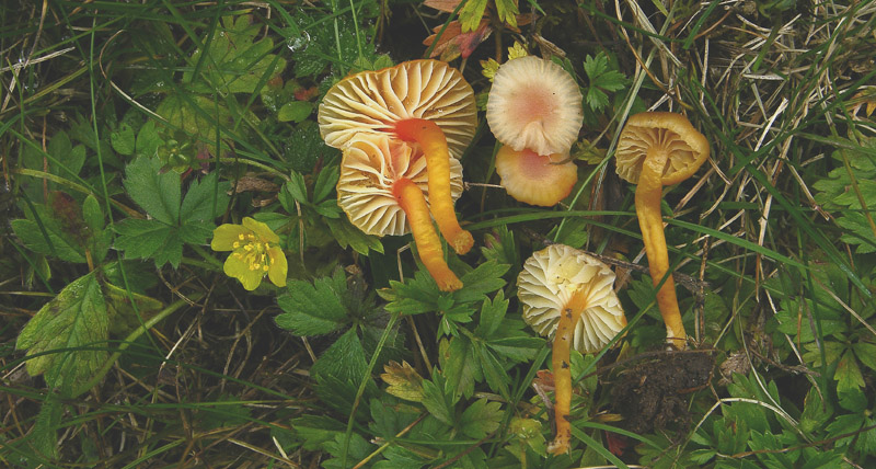 Diverse Hygrocybe da determinare/confermare.